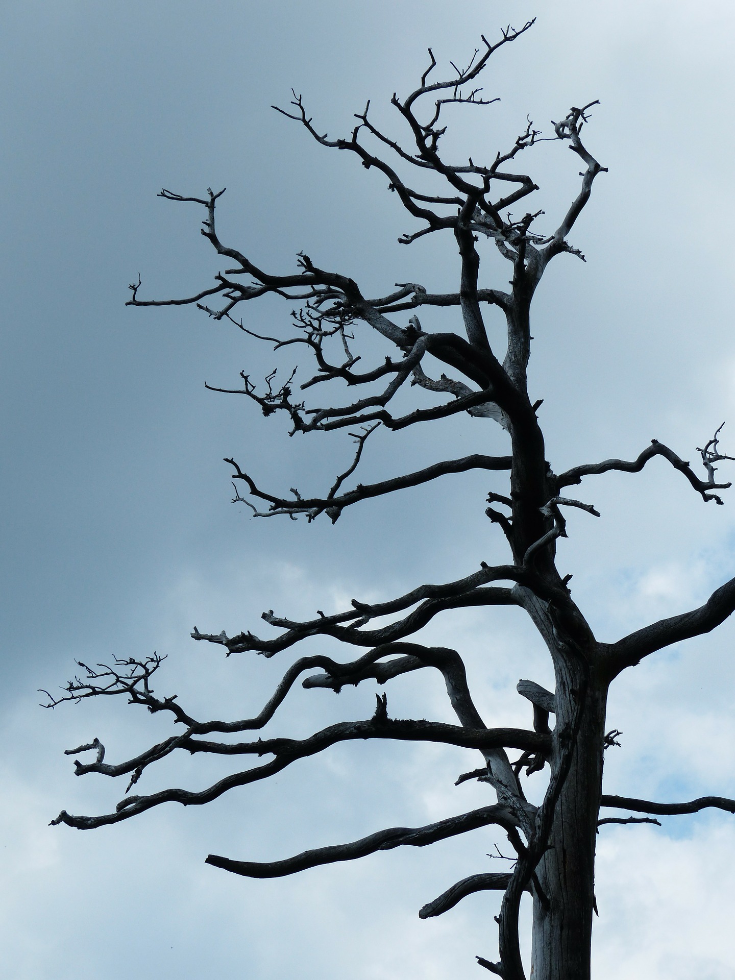 Zdjęcie poglądowe do artykułu: Możliwe silne wiatry ( Drzewo - zdjęcie ilustracyjne)